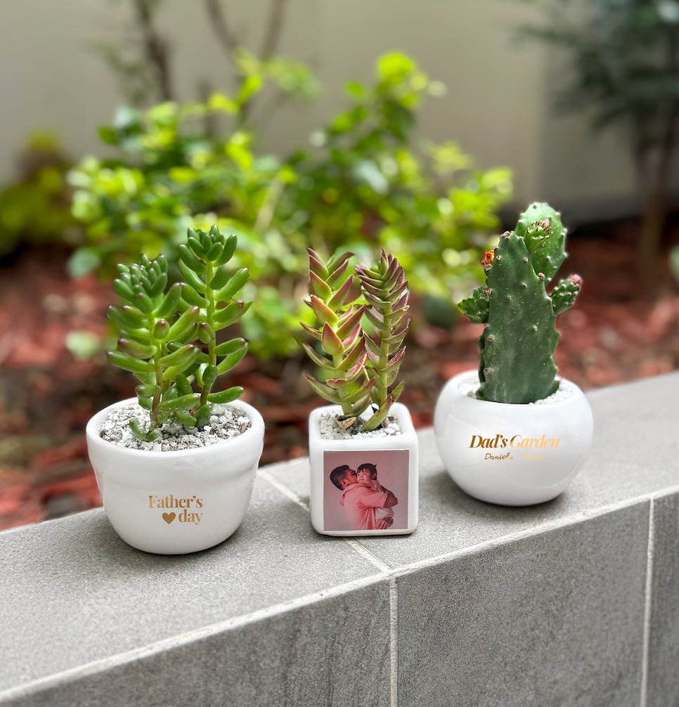Dad's Garden: mini suculenta personalizada