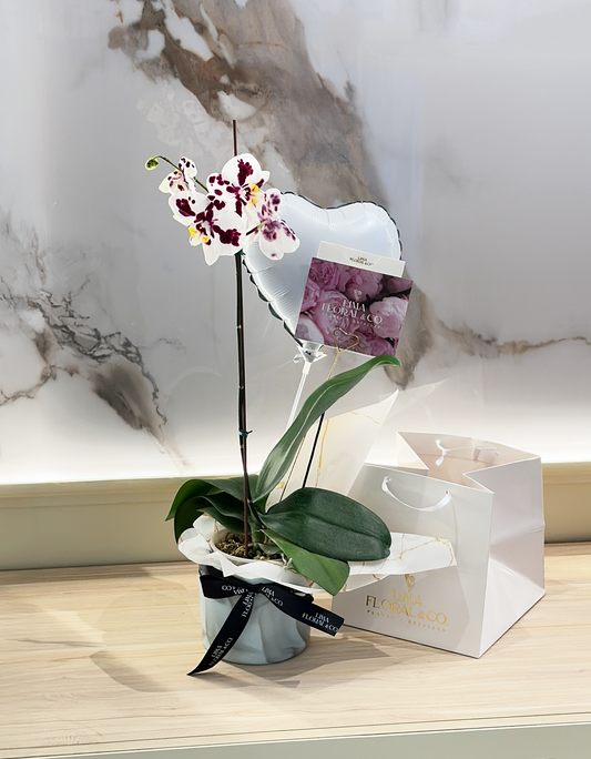 Orquídea Vaquita/Moteada