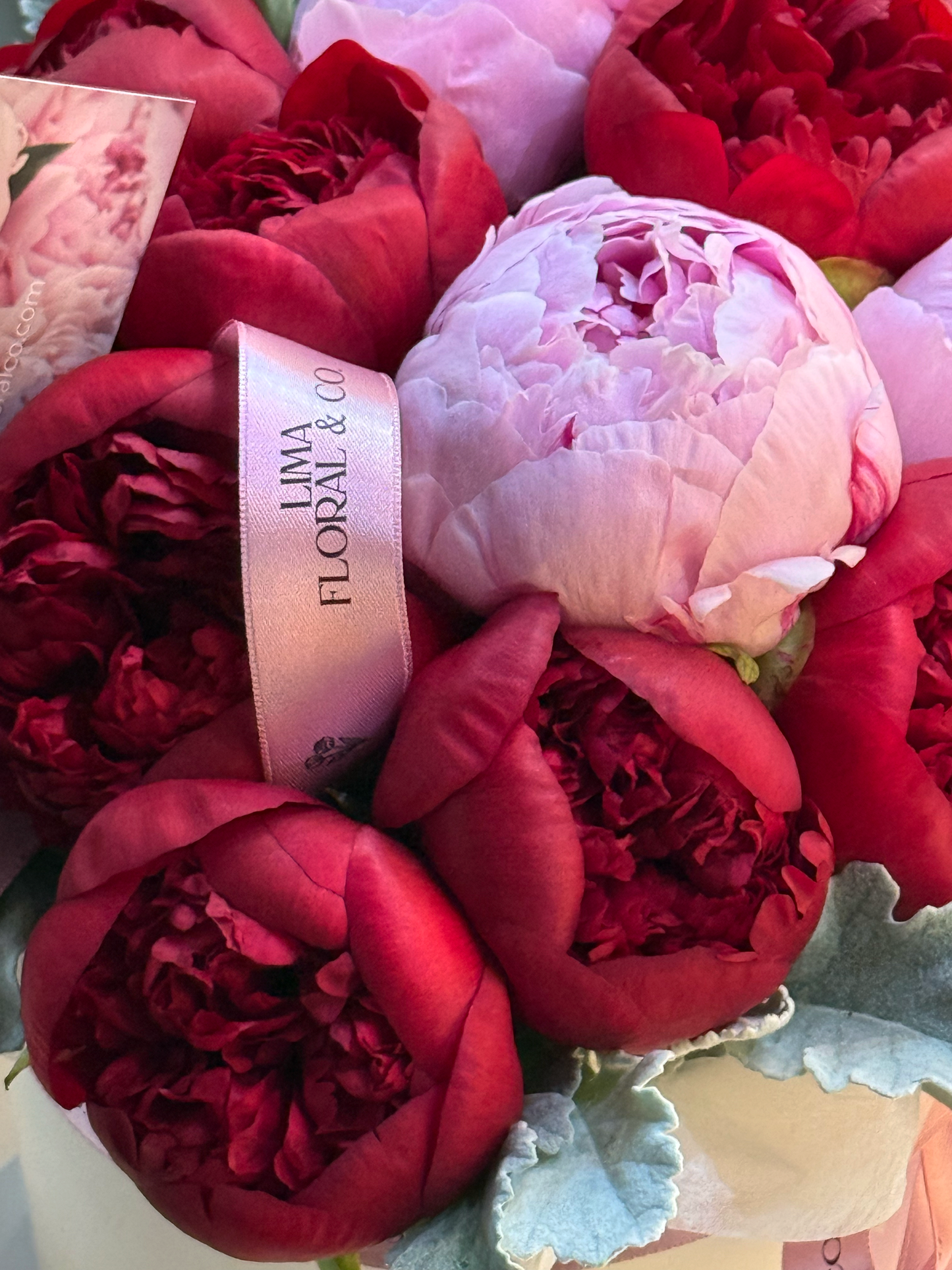 Box Peonias - 12 peonias