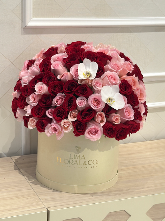 The luxury box: bicolor - extra grande/extra lujo