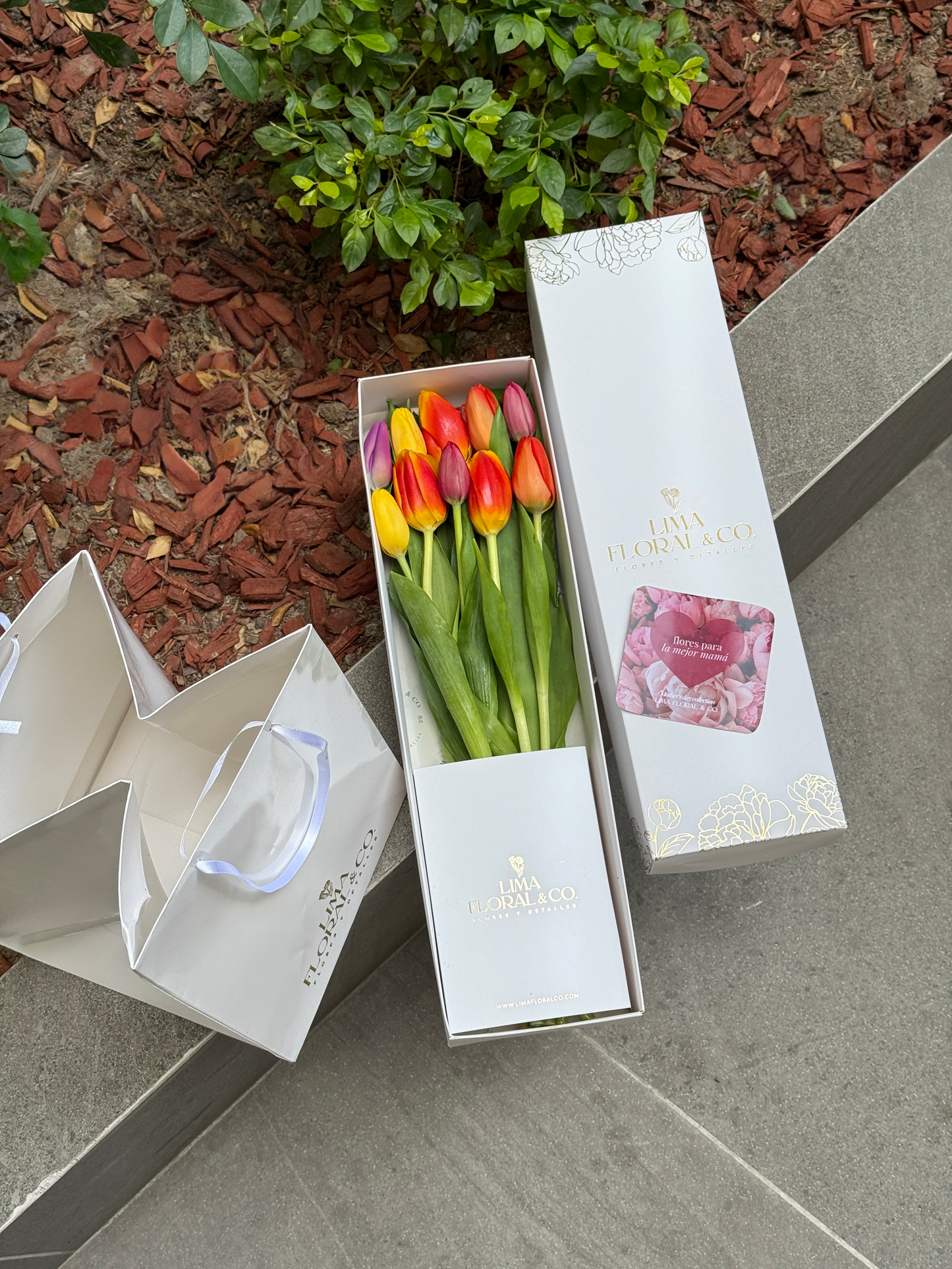 Caja 10 Tulipanes