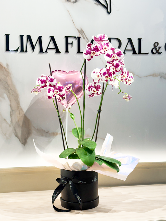 Orquídea Premium: 5 varas en base de cerámica